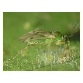 Compra NESIBUG 500 (Botella 500 C.C.) en la tienda online Fito Agrícola