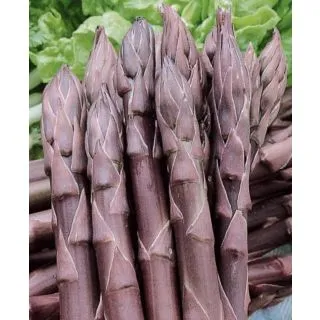 Compra ESPÁRRAGO VIOLETA (25 Garras) en la tienda online Fito Agrícola