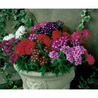 Compra VERBENA QUARTZ XP MIX (240 Plantas). en la tienda online Fito Agrícola