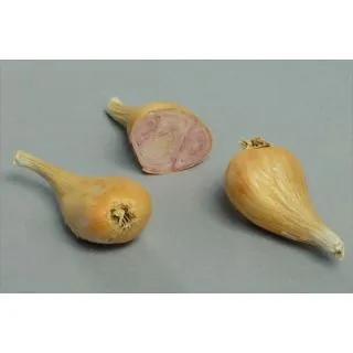 Compra CHALOTA DE SIEMBRA GRISELLE 15/25 (500 gr.). en la tienda online Fito Agrícola