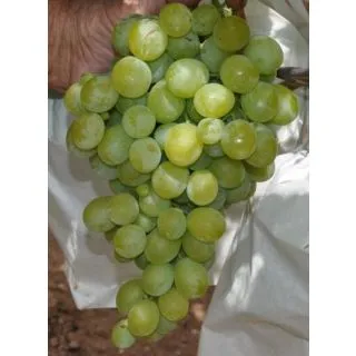 Compra UVA DE MESA DOÑA MARIA - Planta Individual en Bolsa en la tienda online Fito Agrícola