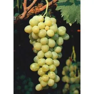 Compra UVA DE MESA ITALIA - Planta Individual en Bolsa en la tienda online Fito Agrícola