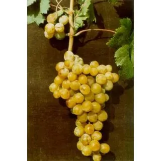 Compra UVA DE MESA MOSCATEL - Planta Individual en Bolsa en la tienda online Fito Agrícola