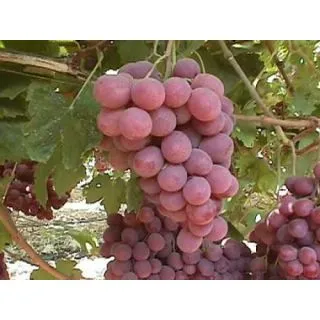 Compra UVA DE MESA RED GLOBE - Planta Individual en Bolsa en la tienda online Fito Agrícola
