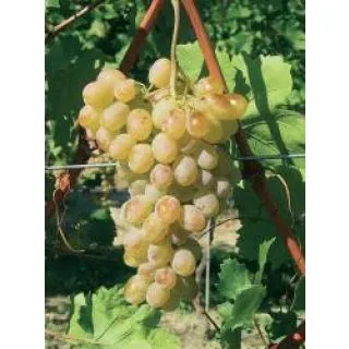 Compra UVA DE MESA ROSETI 1ª (25 Unid.). en la tienda online Fito Agrícola