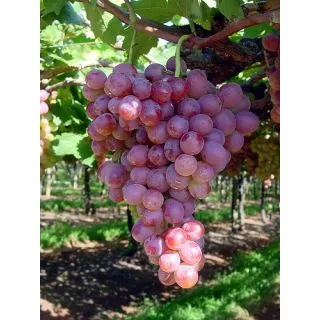 Compra UVA DE MESA RUBY - Planta Individual en Bolsa en la tienda online Fito Agrícola