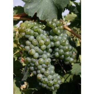 Compra UVA DE VINIFICACION VERDEJO 2ª (25 Unid.). en la tienda online Fito Agrícola