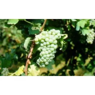 Compra UVA DE VINIFICACION SAUVIGNON BLANC 1ª (25 Unid.). en la tienda online Fito Agrícola