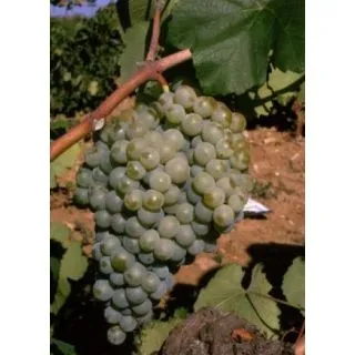 Compra UVA DE VINIFICACION PERELLADA 1ª (25 Unid.). en la tienda online Fito Agrícola