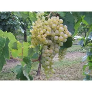 Compra UVA DE VINIFICACION PEDRO XIMENEZ 1ª (25 Unid.). en la tienda online Fito Agrícola