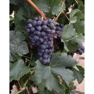 Compra UVA DE VINIFICACION MERLOT 1ª (25 Unid.). en la tienda online Fito Agrícola