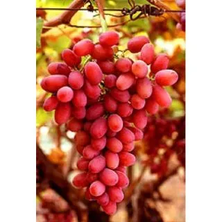 Compra UVA DE MESA CRIMSON 2ª (25 Unid.). en la tienda online Fito Agrícola