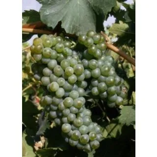 Compra UVA DE VINIFICACION VERDEJO 1ª (25 Unid.). en la tienda online Fito Agrícola