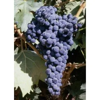 Compra UVA DE VINIFICACION TEMPRANILLO 1ª (25 Unid.). en la tienda online Fito Agrícola