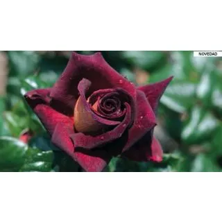 Compra ROSAL EDDY MITCHELL ® - Meirysett en la tienda online Fito Agrícola