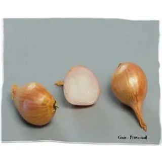 Compra CHALOTA DE SIEMBRA MIKOR 15/40 (500 gr.) en la tienda online Fito Agrícola