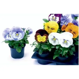 Compra PENSAMIENTO CATS MIX (240 Plantas). en la tienda online Fito Agrícola