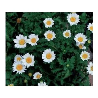 Compra CRYSANTHEMUM SNOWLAND (240 Plante). en la tienda online Fito Agrícola