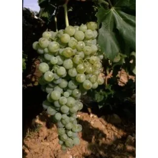 Compra UVA DE VINIFICACION AIREN 2ª (25 Unid.). en la tienda online Fito Agrícola