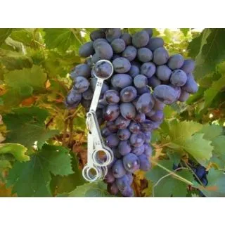 Compra UVA DE MESA AUTUMN ROYAL 2ª (25 Unid.). en la tienda online Fito Agrícola