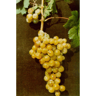 Compra UVA DE MESA MOSCATEL 2ª (25 Unid.). en la tienda online Fito Agrícola