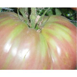 Compra TOMATE MORADO MS6 en la tienda online Fito Agrícola