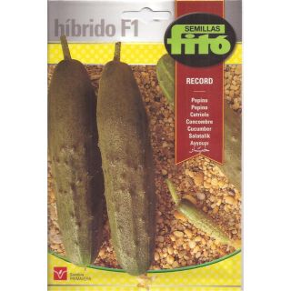 Compra PEPINO RECORD F1 (60 semillas) en la tienda online Fito Agrícola