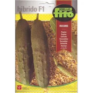Compra PEPINO RECORD F1 (60 semillas) en la tienda online Fito Agrícola