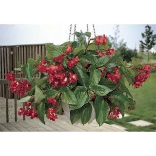 Compra BEGONIA DRAGON WING RED F1 (144 Plantas) en la tienda online Fito Agrícola