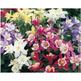 Compra AQUILEGIA EARLYBIRD (240 Plantas) en la tienda online Fito Agrícola