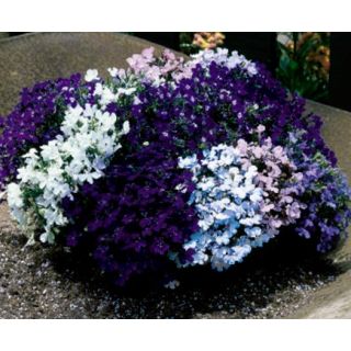 Compra LOBELIA RIVIERA MIX (240 Plantas) en la tienda online Fito Agrícola