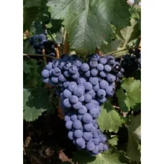 Compra UVA DE VINIFICACION MONASTRELL 2ª (25 Unid.). en la tienda online Fito Agrícola
