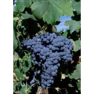 Compra UVA DE VINIFICACION GRACIANO 2ª (25 Unid.). en la tienda online Fito Agrícola