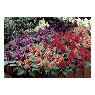 Compra SALVIA VISTA MIX (240 Plantas). en la tienda online Fito Agrícola