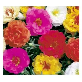 Compra PORTULACA SUNSEEKER MIX (240 Plantas). en la tienda online Fito Agrícola