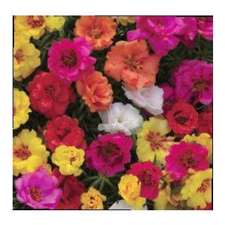 Compra PORTULACA HAPPY HOUR (240 Plantas). en la tienda online Fito Agrícola