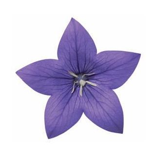 Compra PLATYCODOM ASTRA BLUE (240 Plantas). en la tienda online Fito Agrícola