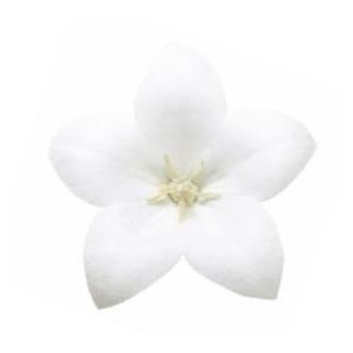 Compra PLATYCODOM ASTRA WHITE (240 Plantas). en la tienda online Fito Agrícola