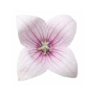 Compra PLATYCODOM ASTRA PINK (240 Plantas). en la tienda online Fito Agrícola