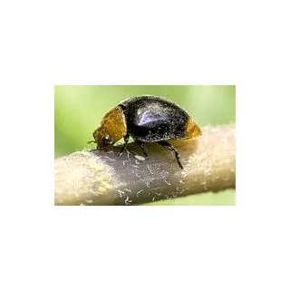 Compra CRYPTOBUG 500 (Bote de 500 adultos) en la tienda online Fito Agrícola