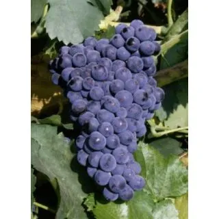 Compra UVA DE VINIFICACION GARNACHA 2ª (Unid.). en la tienda online Fito Agrícola