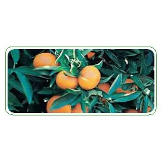 Compra MANDARINO CLEMENVILLA - 17 en la tienda online Fito Agrícola