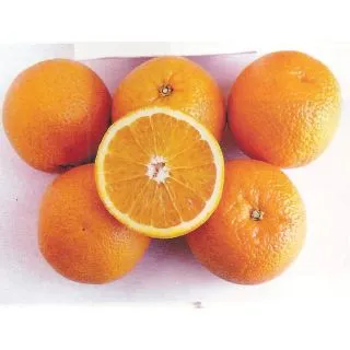 Compra NARANJO VALENCIA DELTA SEEDLESS - 17 en la tienda online Fito Agrícola