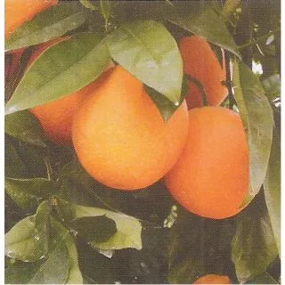 Compra NARANJO VALENCIA MIDKNIGHT - 17 en la tienda online Fito Agrícola
