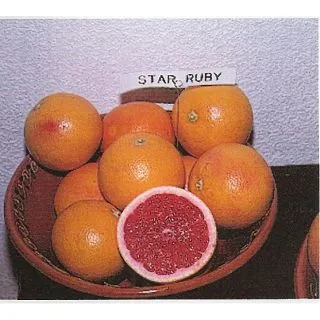 Compra POMELO STAR RUBY - 17 en la tienda online Fito Agrícola