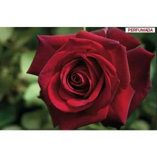 Compra ROSAL EDITH PIAF ® Meiramboys en la tienda online Fito Agrícola