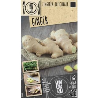 Compra JENGIBRE (1 Unid.) en la tienda online Fito Agrícola