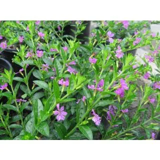 Compra CUPHEA HYSSOPIFOLIA LILA (126 Plante). en la tienda online Fito Agrícola