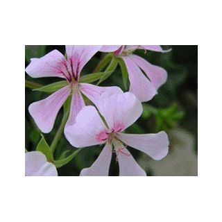 Compra GERANIO REY BALCÓN POLARIS (126 Plantas). en la tienda online Fito Agrícola