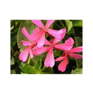 Compra GERANIO REY BALCÓN ROSA (126 Plantas). en la tienda online Fito Agrícola